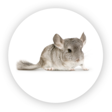 Chinchilla