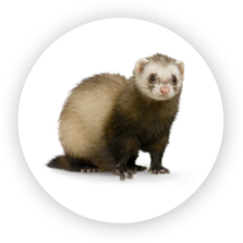 Furet