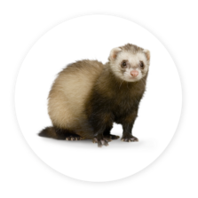 Furet