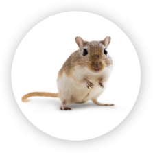 Gerbille de Mongolie