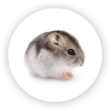 Hamster nain