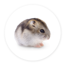 Hamster nain