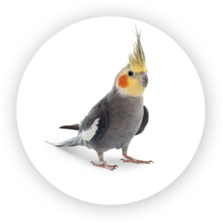 Calopsitte élégante