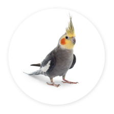 Calopsitte élégante