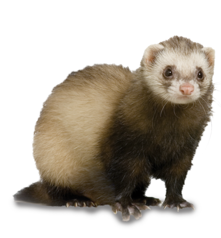 Litière Furet