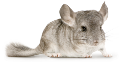 Litière Chinchilla