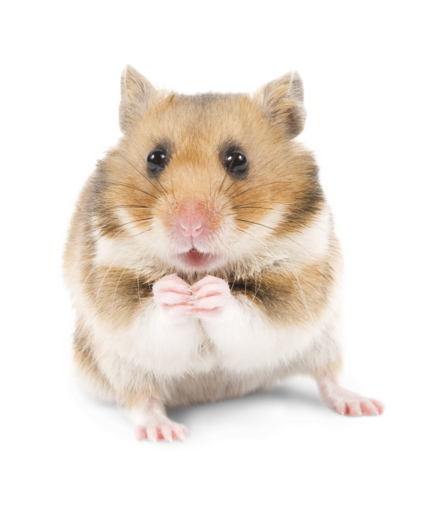 Litière Hamster doré