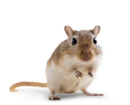 Litière Gerbille de Mongolie