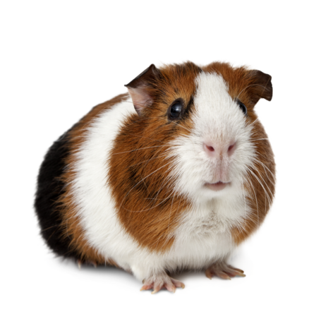 Litière Cochon d'Inde