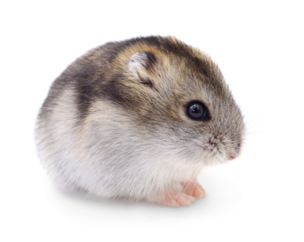 Litière Hamster nain
