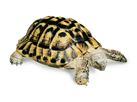 Litière Griech. Landschildkröte