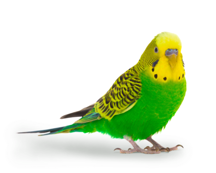 Litière Perruche ondulée