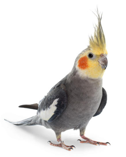 Litière Calopsitte élégante