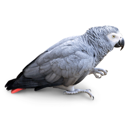Litière Perroquet jaco