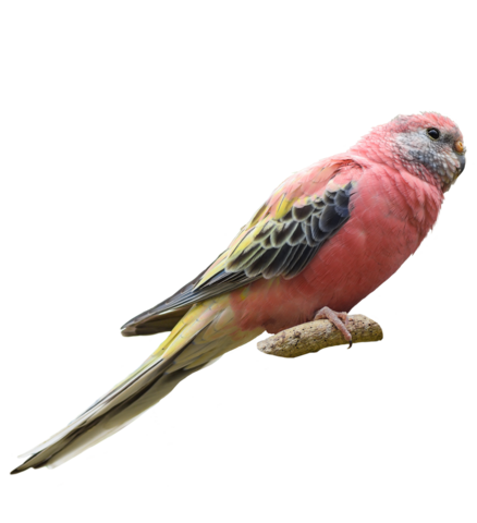 Litière Burkensittich