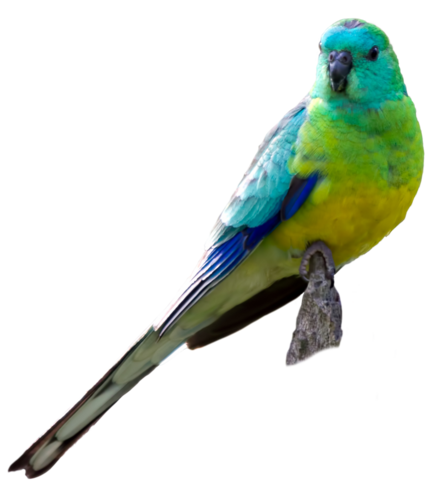 Litière Perruche à croupion rouge