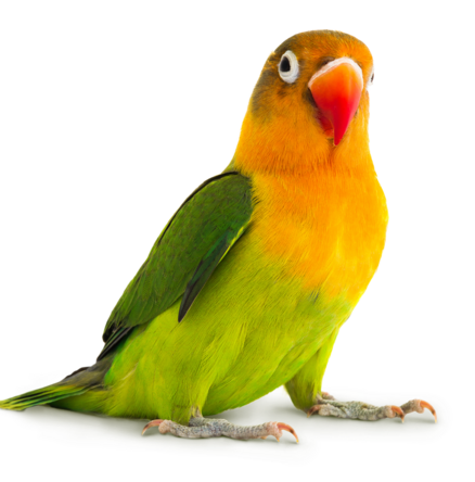 Litière Inséparable