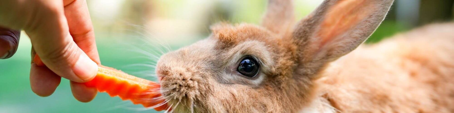 Hase wird gefüttert